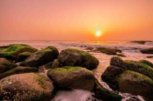 Advantage of Sea Moss