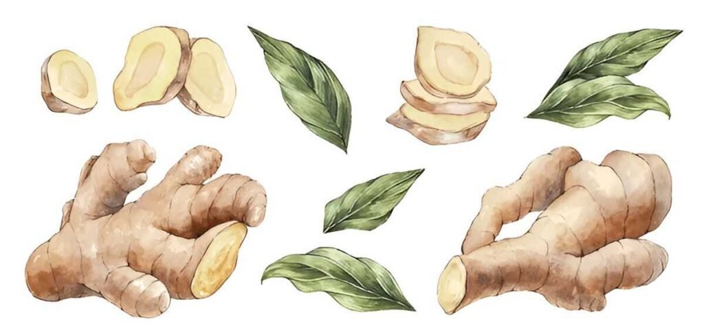 Benefits of Ginger