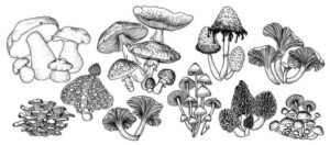 Benefits of Mushroom