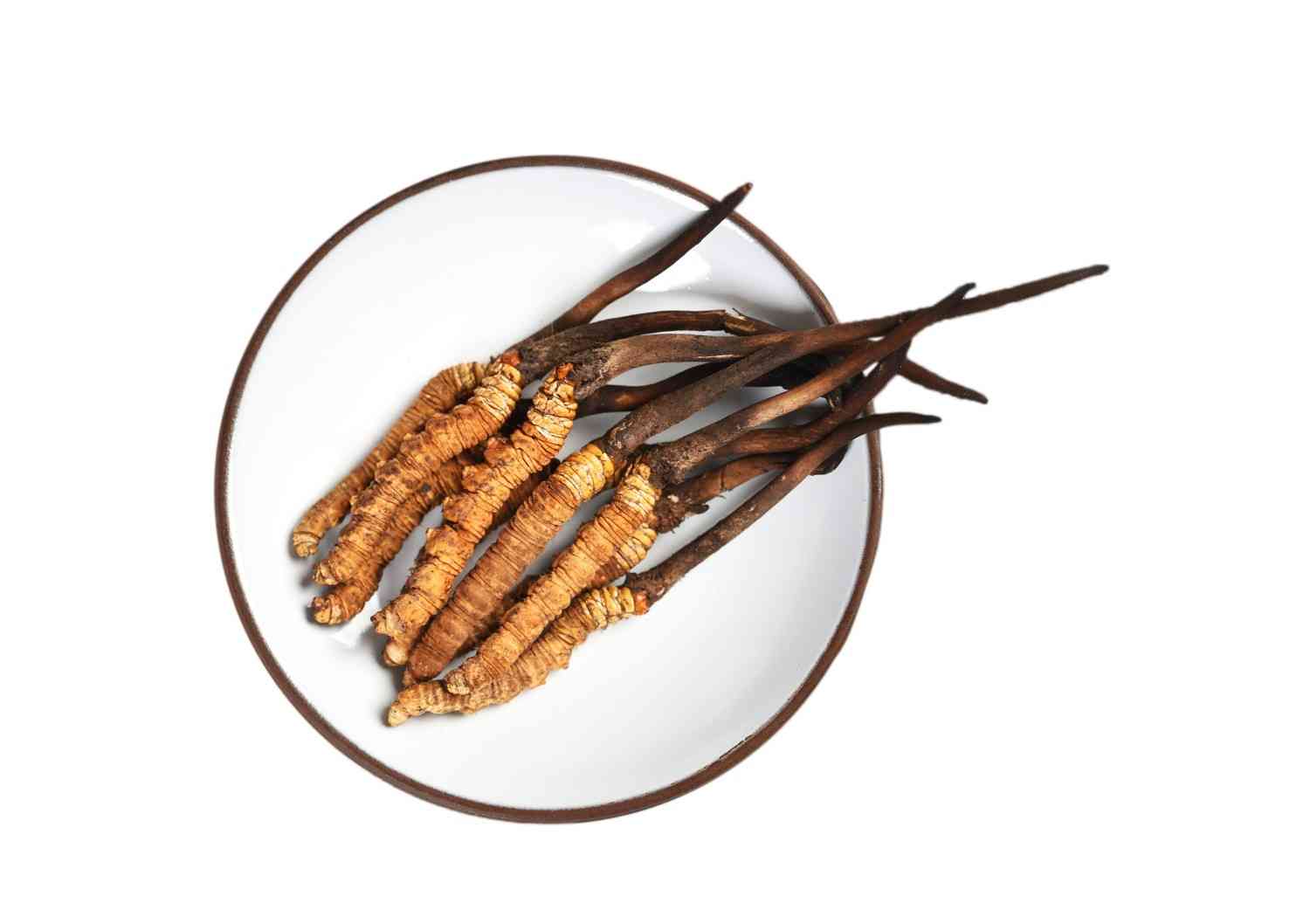 Cordyceps