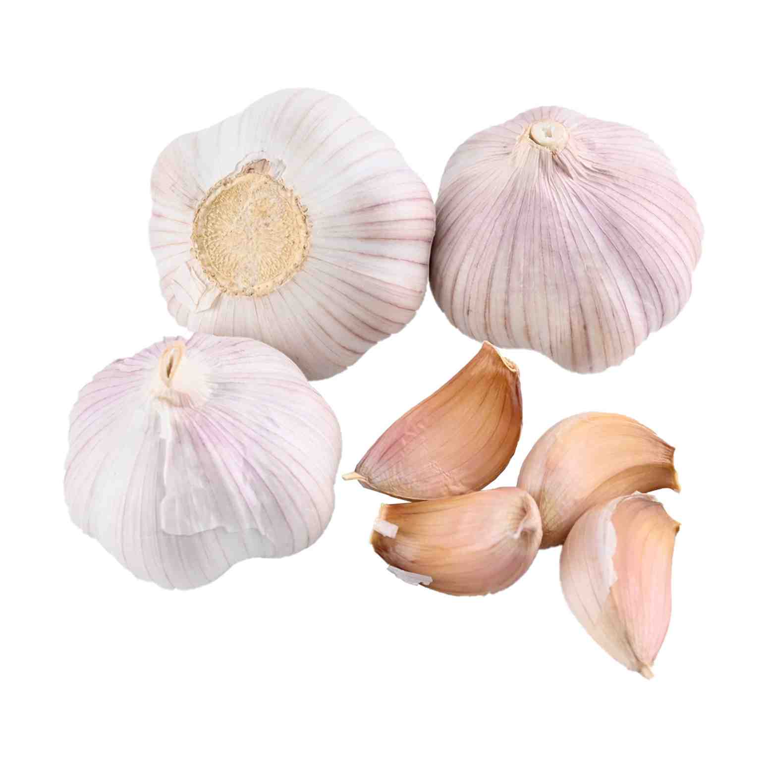 Garlic