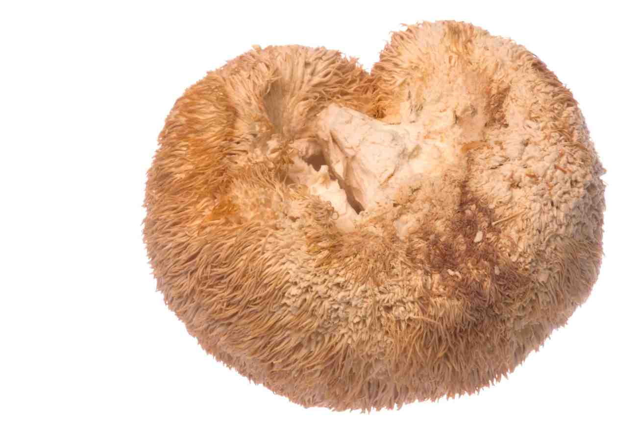 Lion’s Mane Mushroom