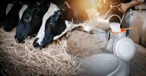 Raw Milk