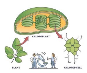 benefits of Chlorophyll