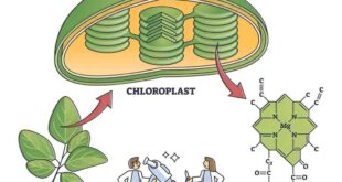 benefits of Chlorophyll