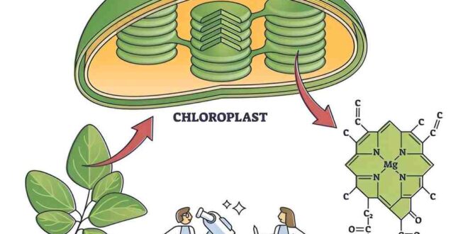 benefits of Chlorophyll