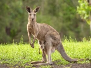 Austrilia
