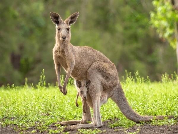 Austrilia