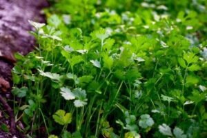 Cilantro