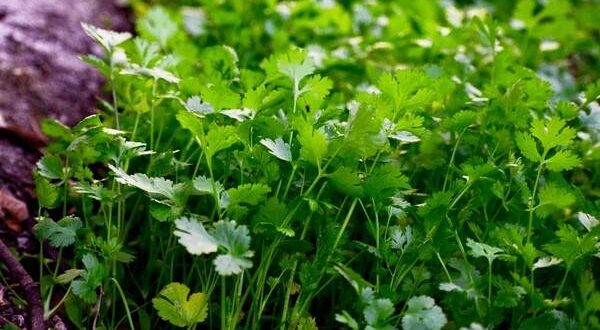 Cilantro