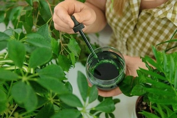 Liquid Chlorophyll