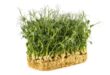 Microgreens