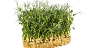 Microgreens