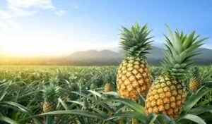 Pineapple