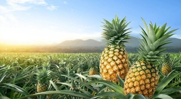 Pineapple