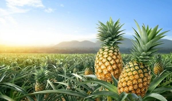 Pineapple