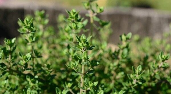 Thyme