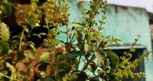 Tulsi plant