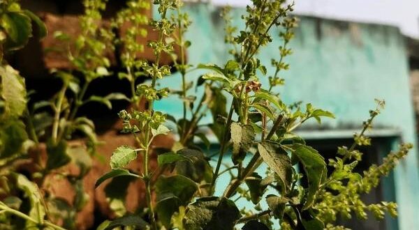 Tulsi plant