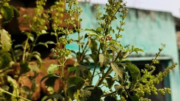 Tulsi plant