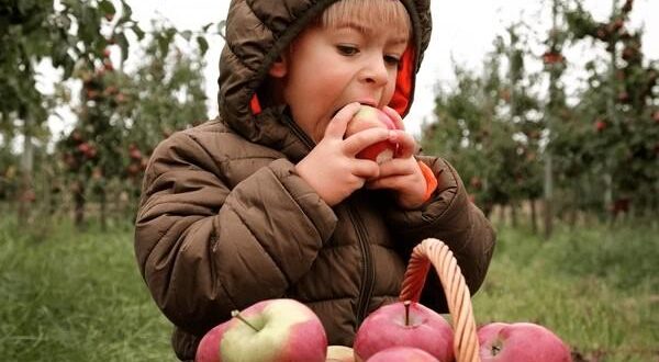 apple eating every day