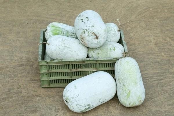 ash gourd juice