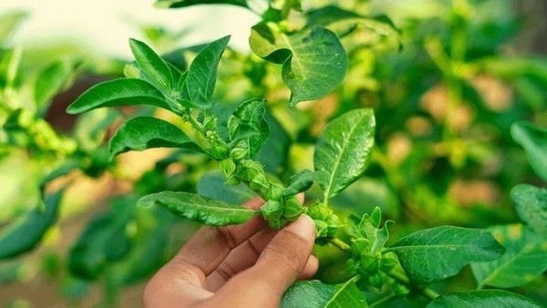 ashwagandha