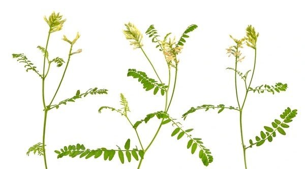 astragalus