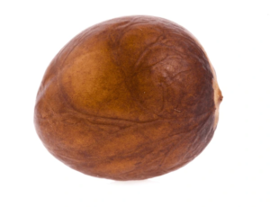 avocado seed