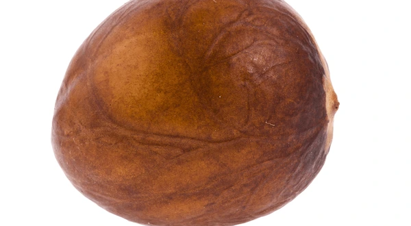 avocado seed