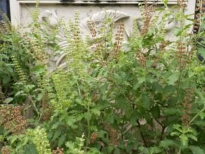 basil seed