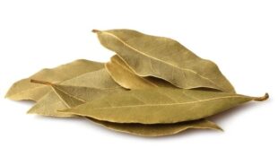 bay leaf