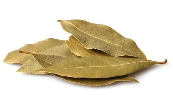 bay leaf