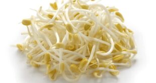 bean sprouts