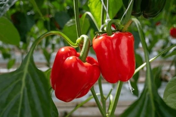 bell pepper