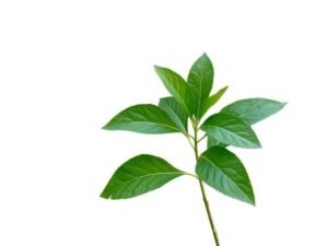 bitter leaf