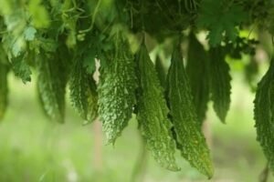 bitter melon