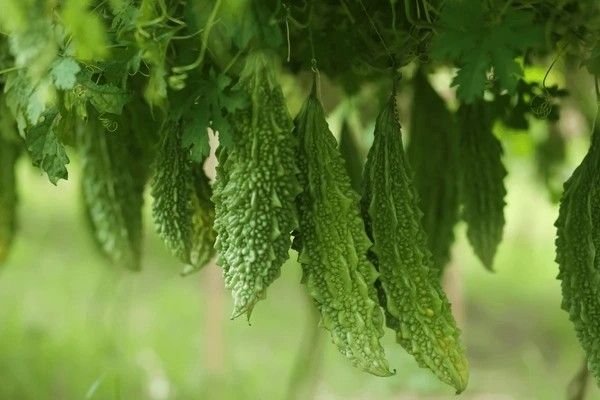 bitter melon