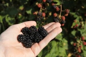 black berries
