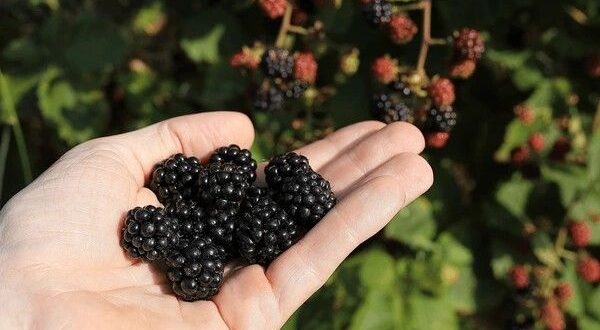 black berries