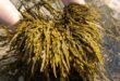 bladderwrack