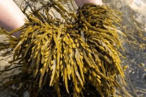 bladderwrack