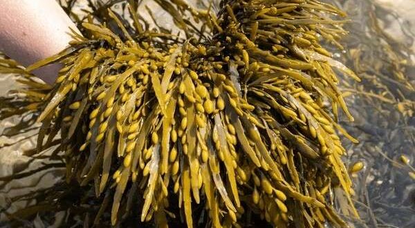 bladderwrack