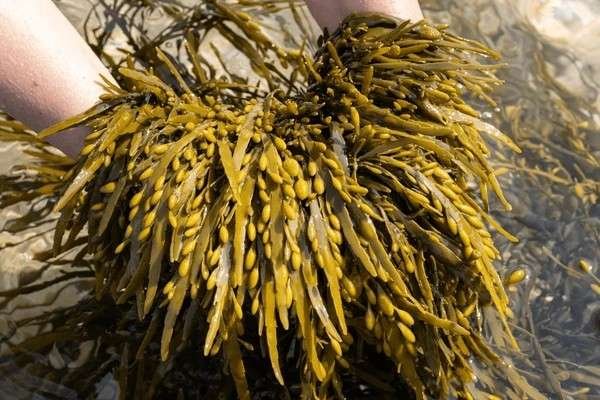 bladderwrack