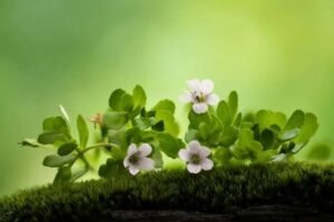 brahmi