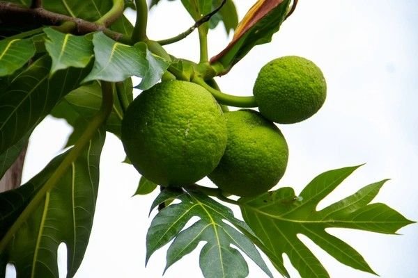 breadfruit