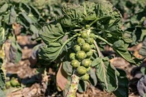 brussel sprouts