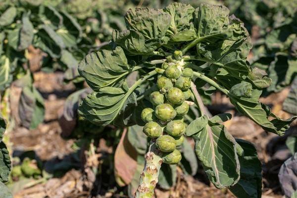 brussel sprouts
