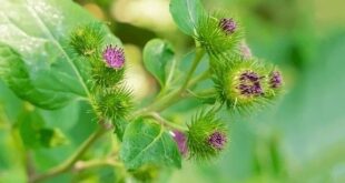 burdock root