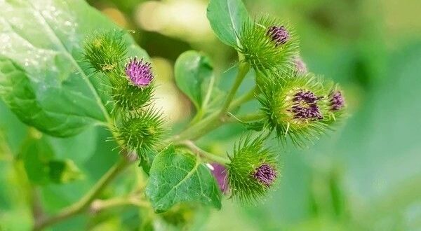 burdock root